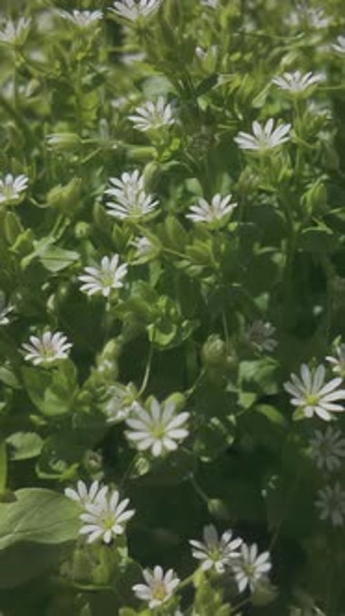 dense thickets of white flowers of Chickweed, Stellaria media flowering on green meadow