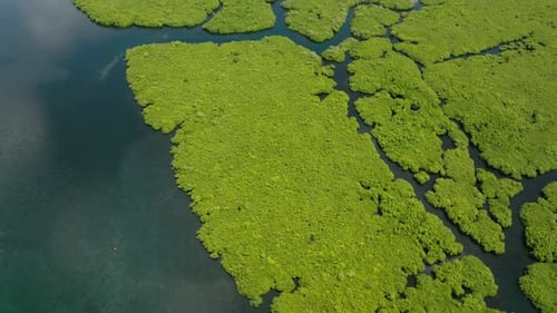 Mangrove Edge Meeting Blue Water Siargao Philippines