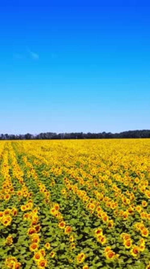 Survoler le champ de tournesols par une belle journée d'été.