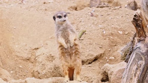 Erdmännchen sitzt auf einem Baumstamm im Wüstensand