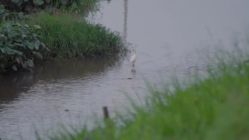Little Egret (Egretta garzetta) walking in a pond water. A white bird looking for preys in a lake.