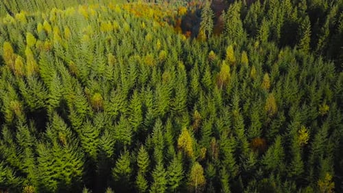 Luftaufnahme eines hellen Herbstwaldes an den Hängen der Berge bei Sonnenaufgang