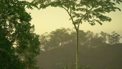 Lush Green Jungle Landscape Under Soft Sunlight with Towering Trees
