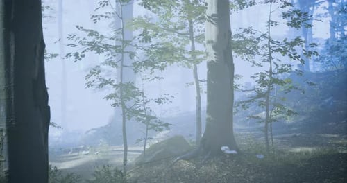 Misty Forest Landscape with Trees and Soft Light During Early Morning Hours