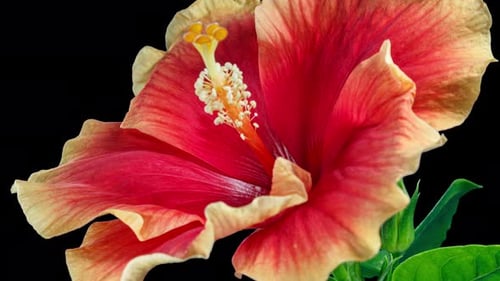 Vibrant Flower Blooming in Time Lapse on Black