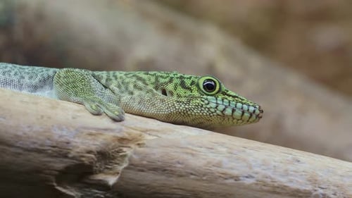 Standing day gecko, Phelsuma standingi