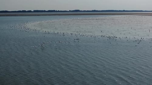 Flock of sea birds fly by tidal flats in Netherlands, wide aerial pan