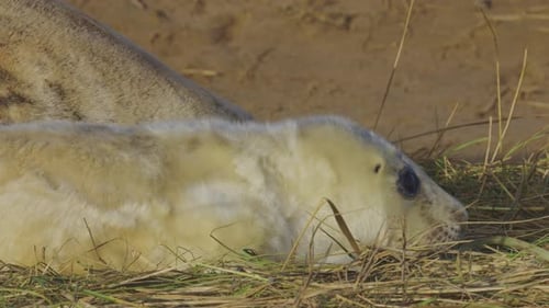 Breeding season for Atlantic Grey seals, newborn pups with white fur, mothers nurturing and bonding