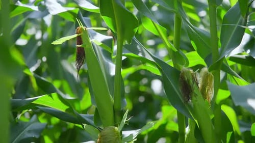 Green Corn Cobs on Stalks