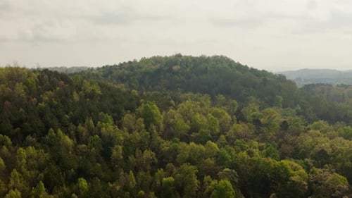 Vue de haut en bas par drone d'une forêt verte dense avec une forêt luxuriante au printemps