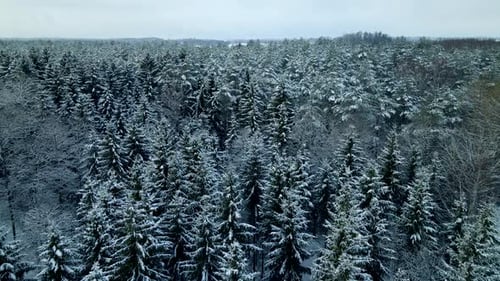 A great forest with green pine trees covered with white snow on a cloudy day. Drone dolly shot