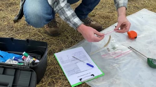 Agronomist Preparing Grain Sample for Laboratory Analysis Outdoors