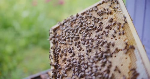 Ansicht von Bienen, die an einem Rahmen voller Honig arbeiten