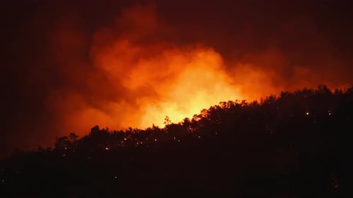 Arbres en flammes, feux de forêt