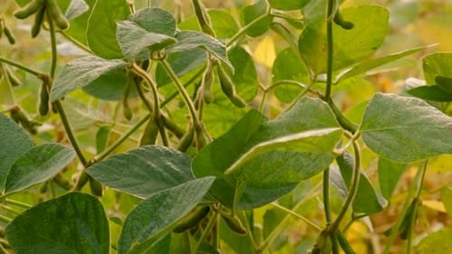Soybean Grows on the Field Selective Focus