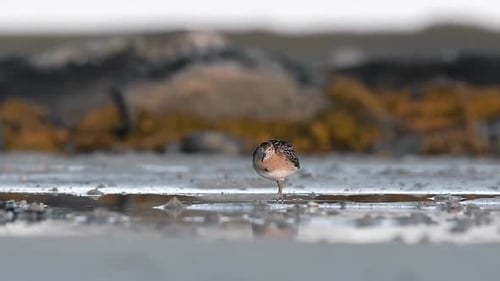 Eine Nahaufnahme einer Halskrause, die bei Ebbe in ihrem natürlichen Lebensraum watet