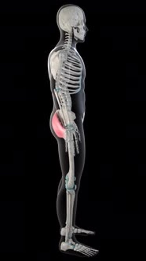 3D Anatomy Rotation of Human Skeleton and Gluteal Muscles