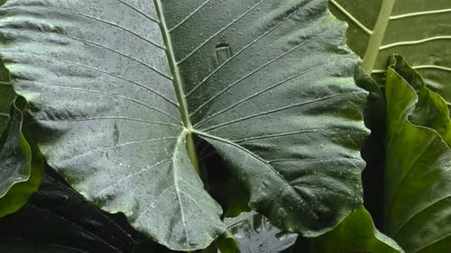 Water drops dripping on taro leaves on a tree branch under the rain