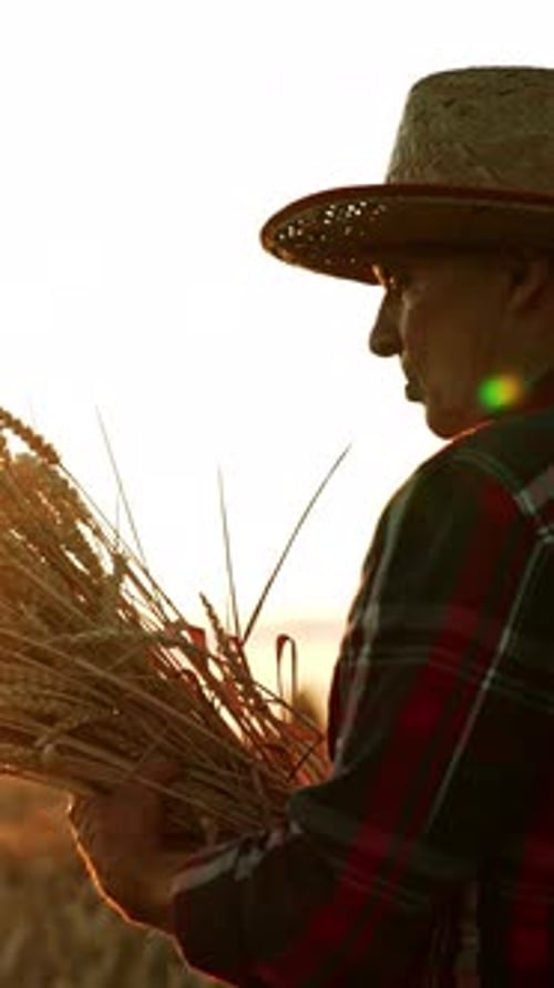 Farmer Inspects Wheat at Golden Hour in Field