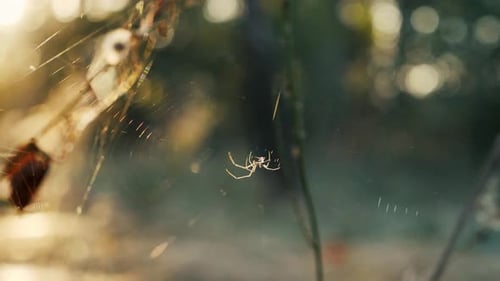 A Spider Weaves a Web Between the Grass Stalks in the Forest at Sunset