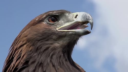 Raubvogel sucht Beute