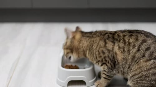 Striped Tabby Cat Eating Food from Bowl