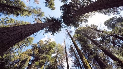 Tree tops of Giant Sequoia trees in Sequoia National park, USA