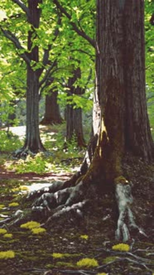 A Majestic Tree with Intricate Root System in a Lush Forest