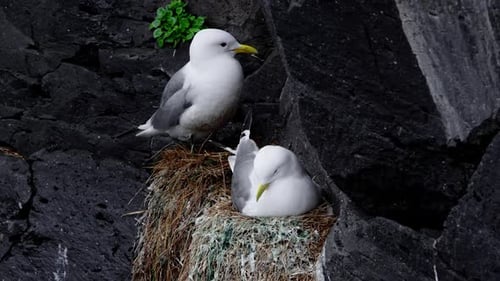 Seagulls Sit in a Nest on a Rocky Cliff By the Ocean Wildlife of Iceland Sea Birds Incubate Eggs