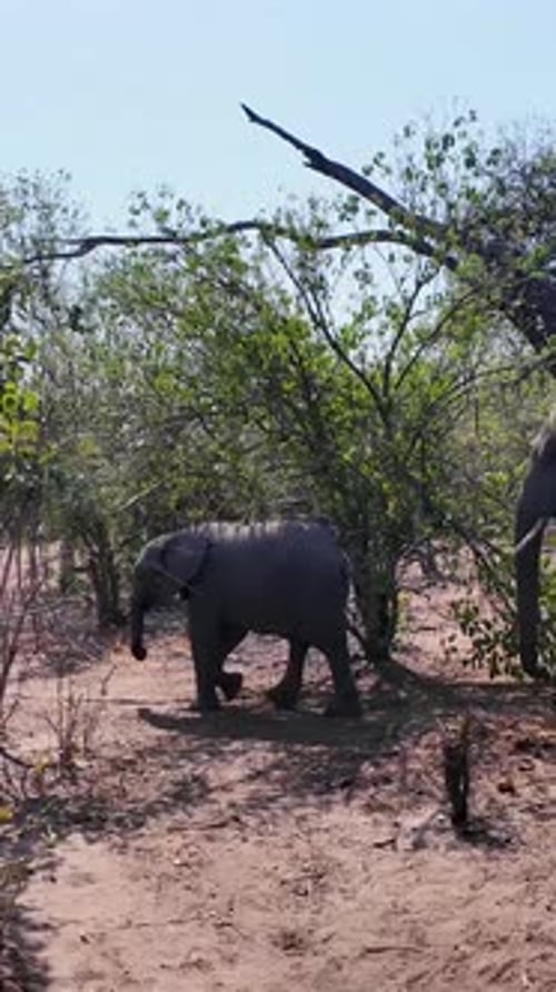 Africans Elephants At Chobe National Park In Kasane Botswana.