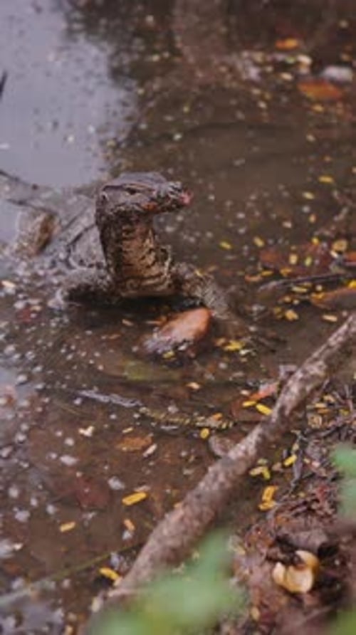 Grand reptile reposant au bord d'un étang