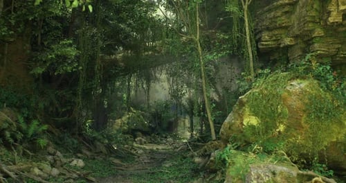 Exploring a Serene Forest with Sunlight Filtering Through Trees