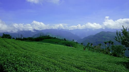 The tea plantations on the hilltop are often shrouded in clouds and fog.