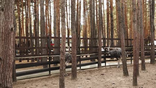 A Pair of Two Ostriches Stand in an Ecozoo Surrounded By Trees Near a Wooden Fence A Couple on an