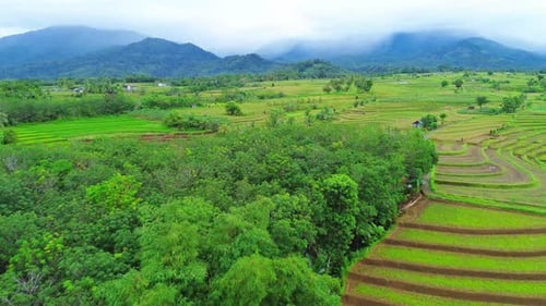 Beautiful morning view indonesia Panorama Landscape paddy fields with beauty color and sky natural