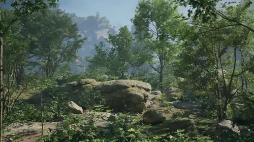 A Forest Filled with Lots of Rocks and Trees