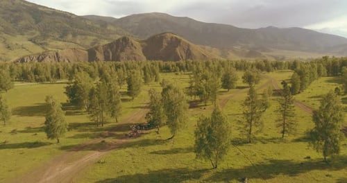 Aerial View Low Flight Above Evergreen Pine Tree Landscape with Endless Mountain Forest at Sunny