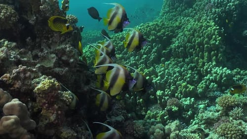 A group of bannerfish close up on coral reef