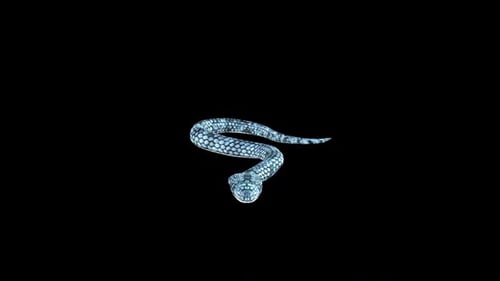 King Cobra Steady