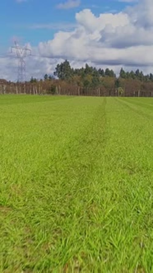 Vídeo vertical del campo de la agricultura verde