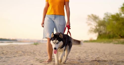 Young Woman Enjoying Evening Walk with Her Pet Dog on the Beach in Summer