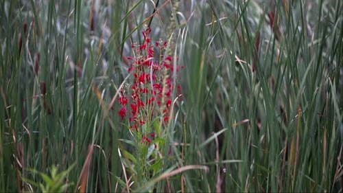 Red flowers flowing among a field of cattails.