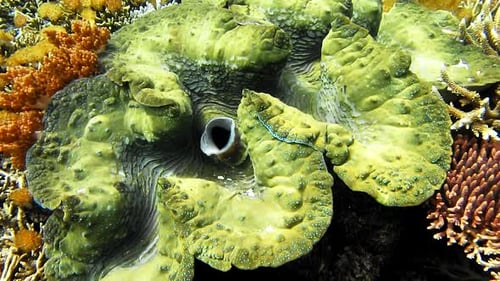 L'
énorme palourde géante colorée Tridacna gigas pousse dans les eaux peu profondes. Réflexions du soleil se déplaçant au-dessus du noyau