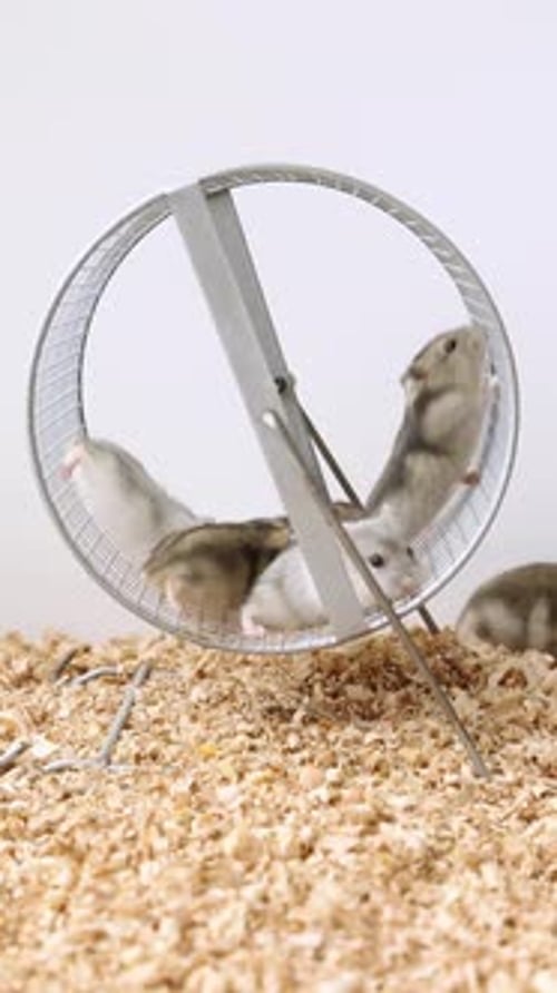 Playful Hamsters Running and Playing in a Wheel