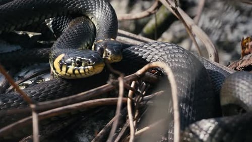 Serpents à gazon commun Natrix Natrix se prélassant un jour de printemps