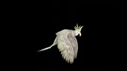 Realistic Parrot Flying Animation Alpha Channel Loop