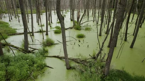 Vue aérienne prise par camion à droite du marécage naturel couvert de feuilles vertes et d'arbres morts