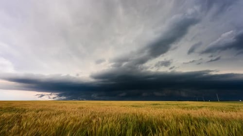 Dramatic Storm Clouds over Golden Wheat Field