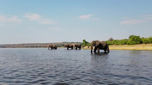 Elephants In River At Chobe National Park In Kasane Botswana. African Animals Landscape. Wildlife Sc