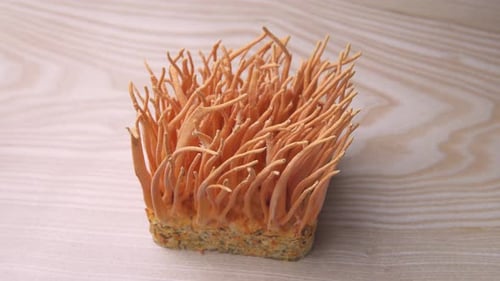 Vue rapprochée de cordyceps frais sur une table en bois